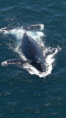Fototapeta premium Aerial view of a humpback whale swimming in deep blue ocean waters.