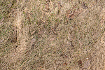 Withered, dry grass and tree leaves. autumn landscape. Close up.