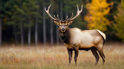 A bull elk in autumn during the rut