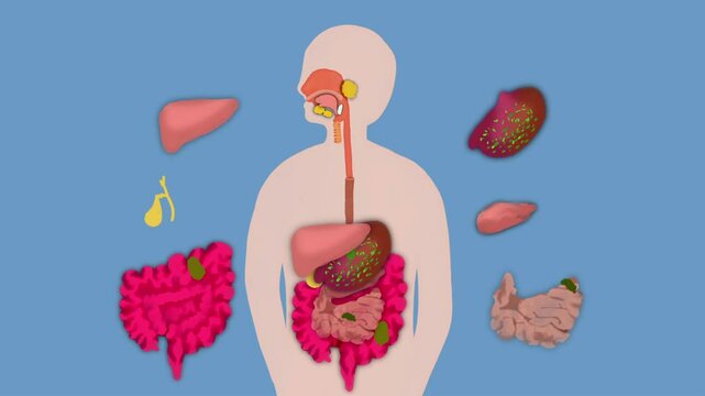 Educational Animation of Digestive System Function Showing Internal Organs Working in Human Body Cartoon Style