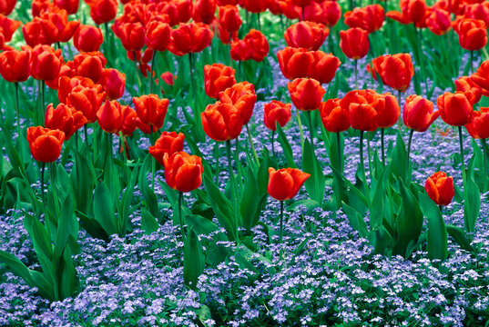 tulips spring butchart gardens victoria british columbia
