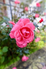 Pink roses outdoors. High quality photo