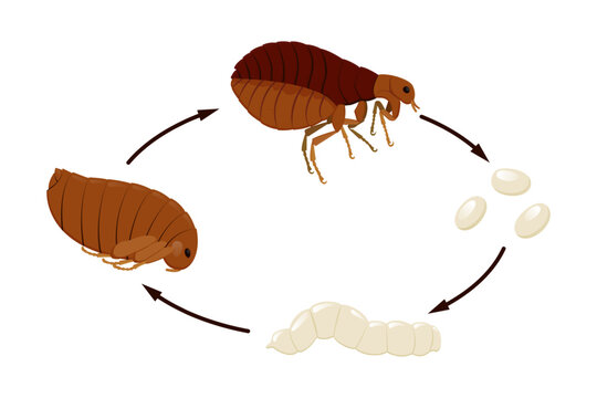 Flea life cycle from egg to larva to pupa to adult