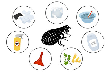 How to get rid of fleas, infographic with effective remedies against insect