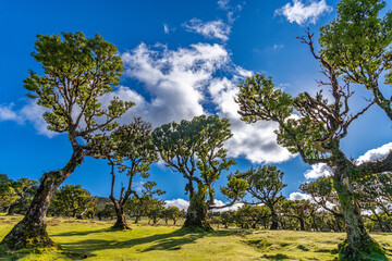 Sunlight Shining Through Mature Laurel tree in Scenic Fanal Forest Landscape, Madeira