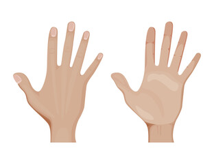 Front and palm side of hand vector illustration design.