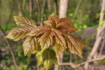 junges Blatt im Fr&uuml;hjahr 