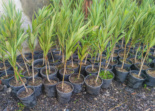 Oleander in pots at plant nursery