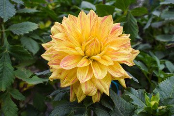 Dahlia flower,Chrysanthemum, Beautiful mixed red and orange Chrysanthemum balcony garden autumn flowers in decorative flower pot in female hand close up, floral wallpaper background with blooming Chry