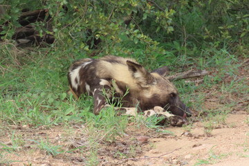 wild boar pig