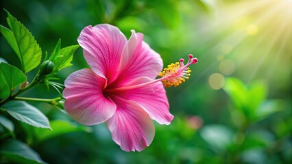 Delicate Pink Hibiscus Flower in Full Bloom with Soft Petals and White Stamen in a Vibrant Green Leafy Background , nature, garden