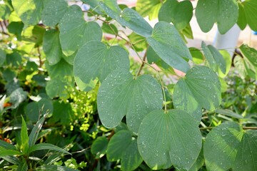 Wet green leaves. High quality photo