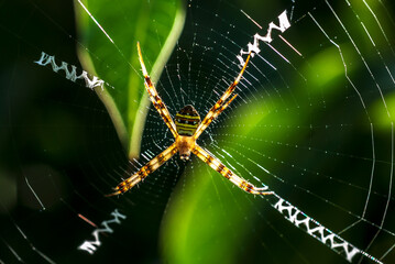 spider on a web