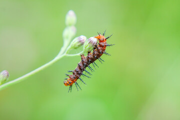 caterpillar on a leaf