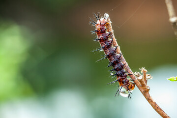 caterpillar on a leaf