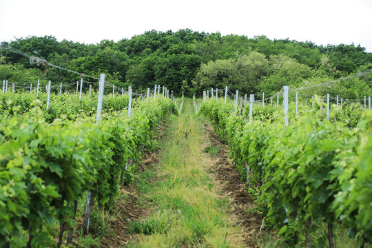 May in the vineyard