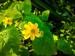 Flor amarela em meio à vegetação verde, Yellow flower amidst green vegetation