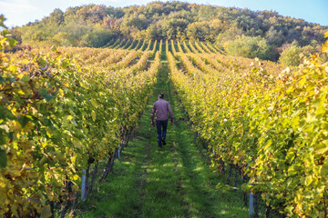 Grape prducer in the vineyard
