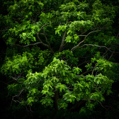 Fototapeta premium Lush Green Foliage Underneath Natural Canopy with Sunlight Filtering Through Dense Tree Branches