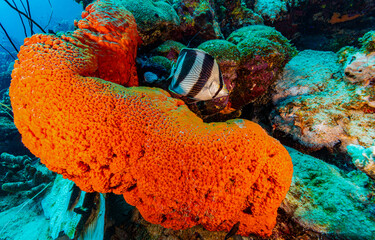 Underwater sea sponge. Sea sponge underwater	