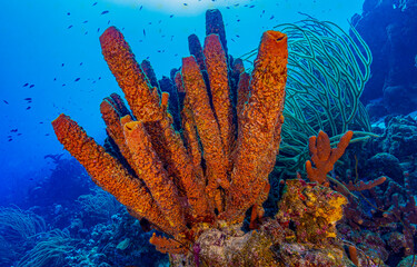 Underwater sea sponge. Sea sponge underwater	