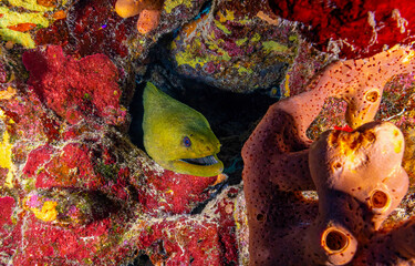 Fototapete bei efototapeten.de bestellen   