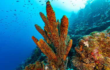 Underwater sea sponge. Sea sponge underwater	