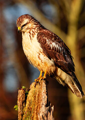bird, natur, wild lebende tiere, tier, greifvogel, raubtier, wild,bussard, buzzard, bird of prey