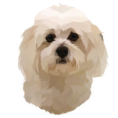 west highland white terrier