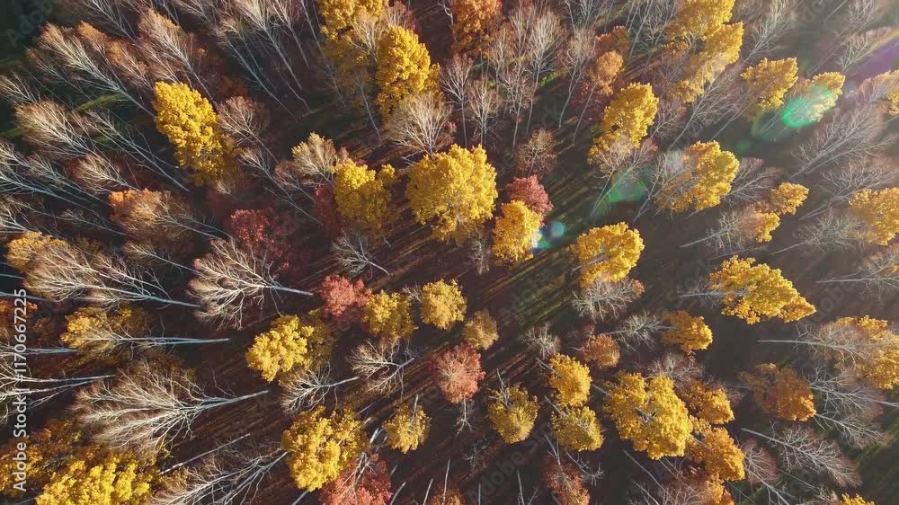 Aufkleber exploring autumn colors in a serene forest from above with vibrant foliage and tall trees