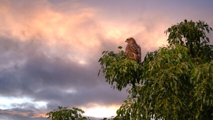 Buzzard sitting in the tree at sunrise in the Manyoni Private Game Reserve in KwaZulu-Natal in...