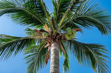 Fototapeta premium palm tree on blue