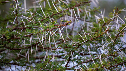 Umbrella Thorn Acacia (Vachellia Tortilis) with long white needles in South Africa