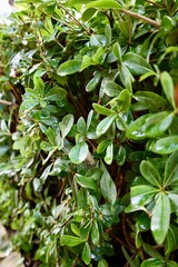 Leafy garden scenery. High quality photo