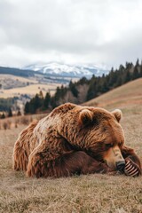 Fototapeta premium A resting bear in a serene landscape with mountains in the background.