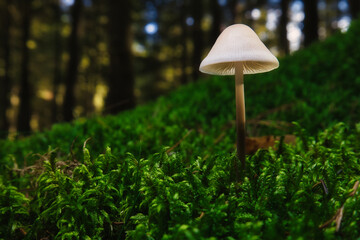 mushroom in the forest
