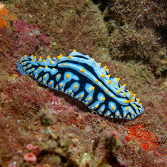 Nudibranch