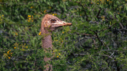 South African Ostriches (Struthio Camelus Australis) in the Manyoni Private Game Reserve in KwaZulu-Natal in South Africa