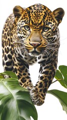 Obraz premium A detailed illustration of a leopard poised on a large green leaf.
