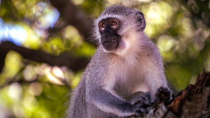 Vervet Monkey (Chlorocebus pygerythrus) sitting in a tree in the Manyoni Private Game Reserve in KwaZulu-Natal in South Africa