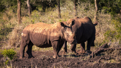 Fototapeta premium Two Rhinos spotted during safari game drive in the Manyoni Private Game Reserve in KwaZulu-Natal in South Africa