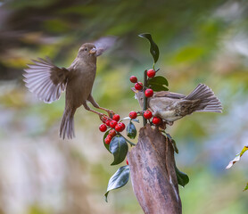Sparrows fight over food in the harsh winter!