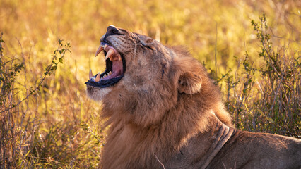 Wild roaring lion in the sun spotted during safari game drive in the Manyoni Private Game Reserve...