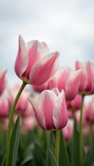 Fototapeta premium Pink and white tulips close up.