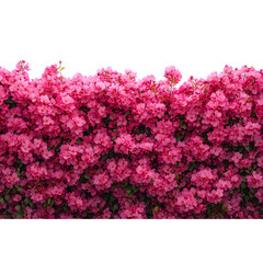 Obraz premium A wall with hanging flowers and greenery suspended isolated on transparent background 