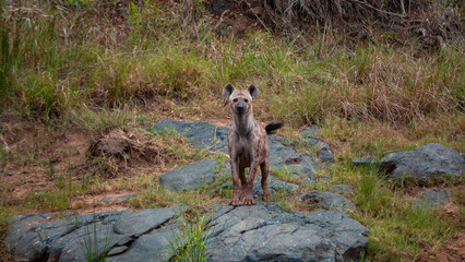 A wild Hyena spotted during safari game drive in the Manyoni Private Game Reserve in KwaZulu-Natal in South Africa