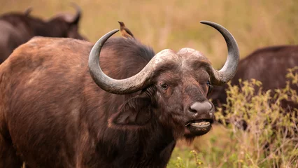  A big African buffalo (Syncerus Caffer) in the Manyoni Private Game Reserve in KwaZulu-Natal in South Africa © Foto-Jagla.de