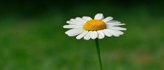 Obraz premium Single Daisy Flower Blooming in Green Meadow, Nature Photography