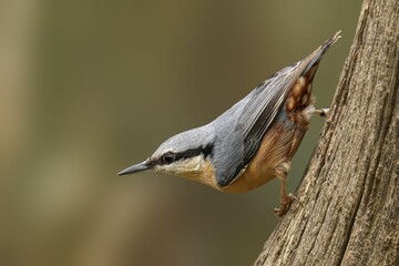 Nuthatch on Tree Trunk