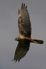 Majestic bird of prey in flight